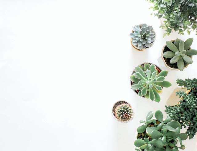 Interior de vivienda rodeado de macetas con plantas