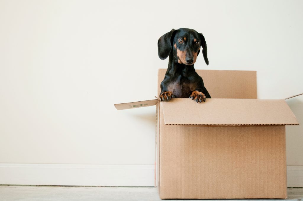 Perro dentro de una caja de una mudanza