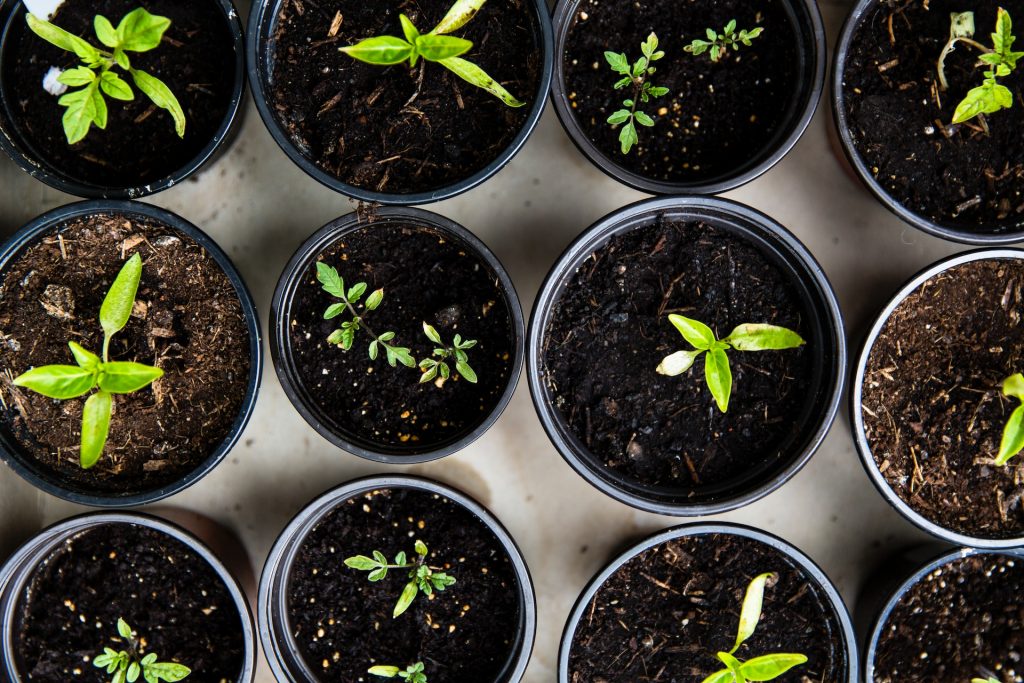 Claves para cuidar tu jardín en verano