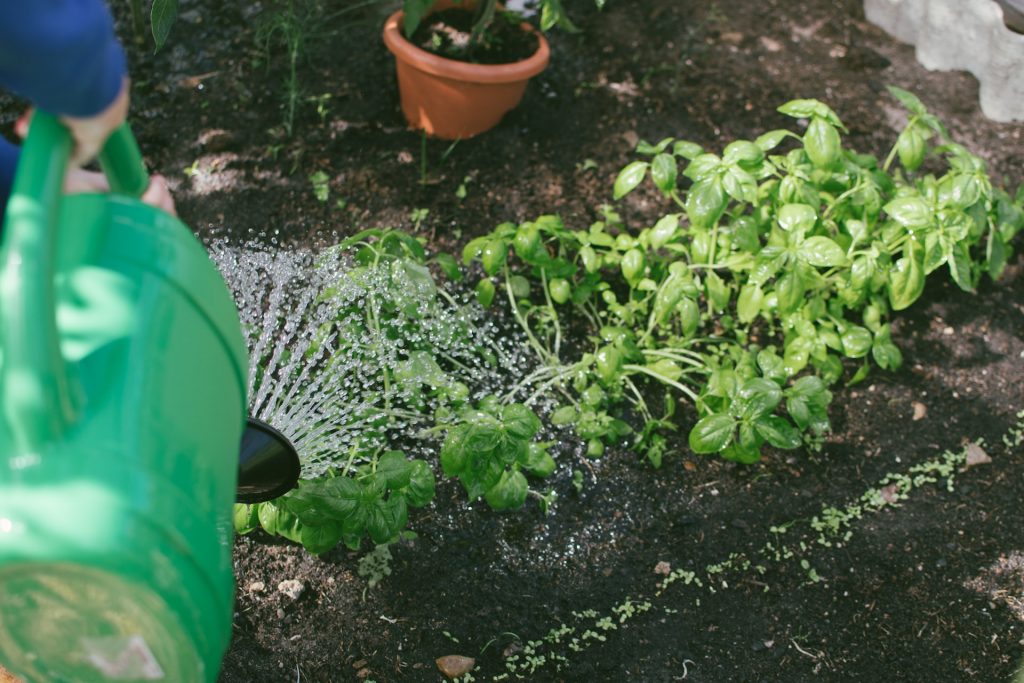 Persona regando las plantas de su jardín