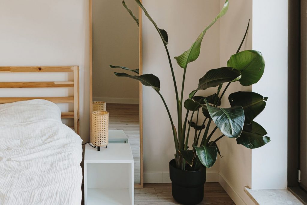Planta decorativa Ave del Paraíso en una esquina de un dormitorio.