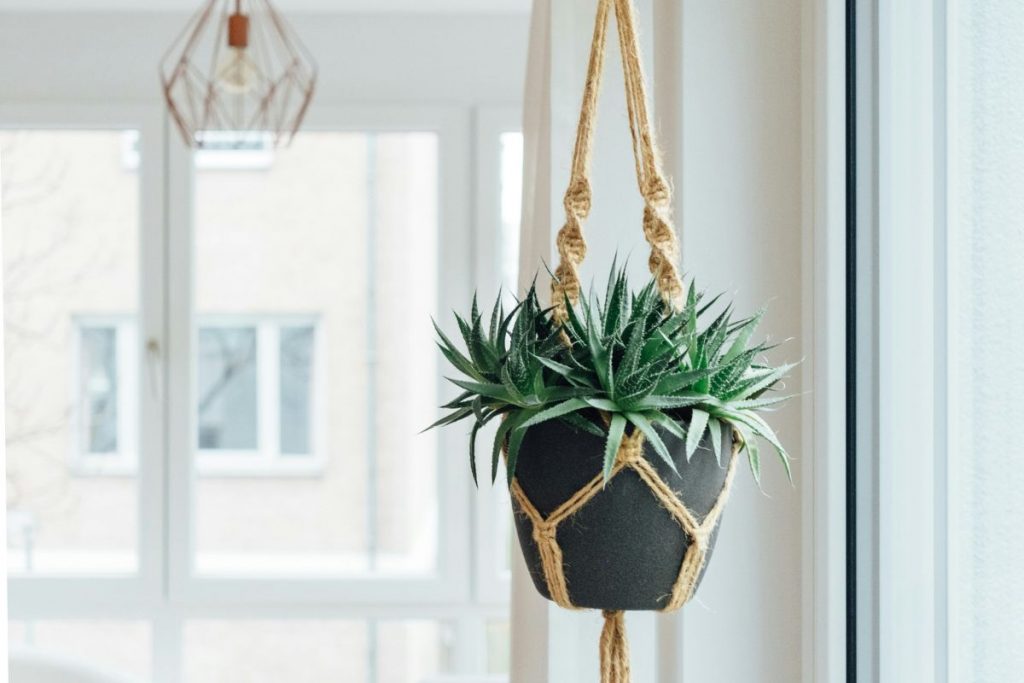 Planta de aloe vera pequeña en una maceta colgante de macramé.