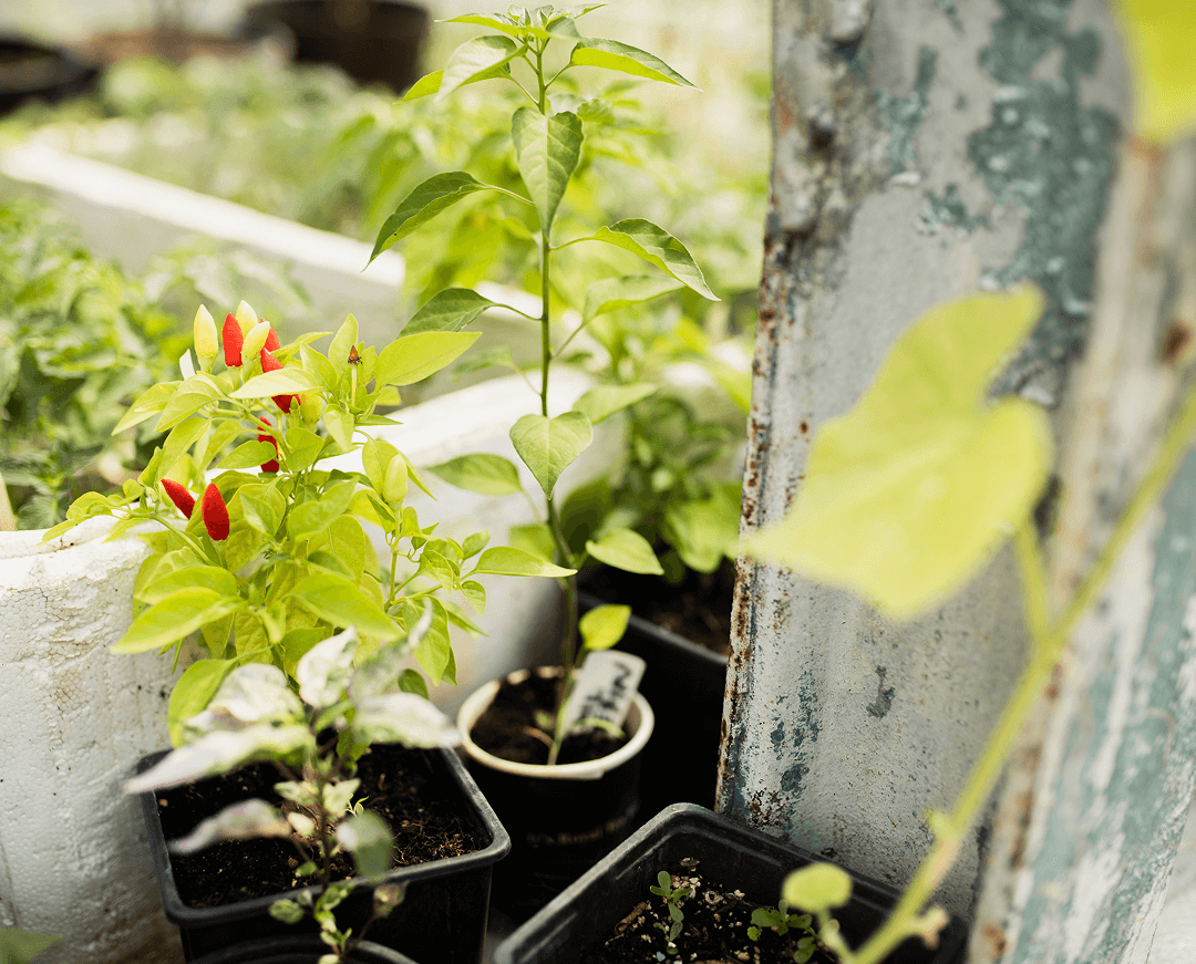 Cómo regar las plantas en vacaciones 3 close up plants black pots 1