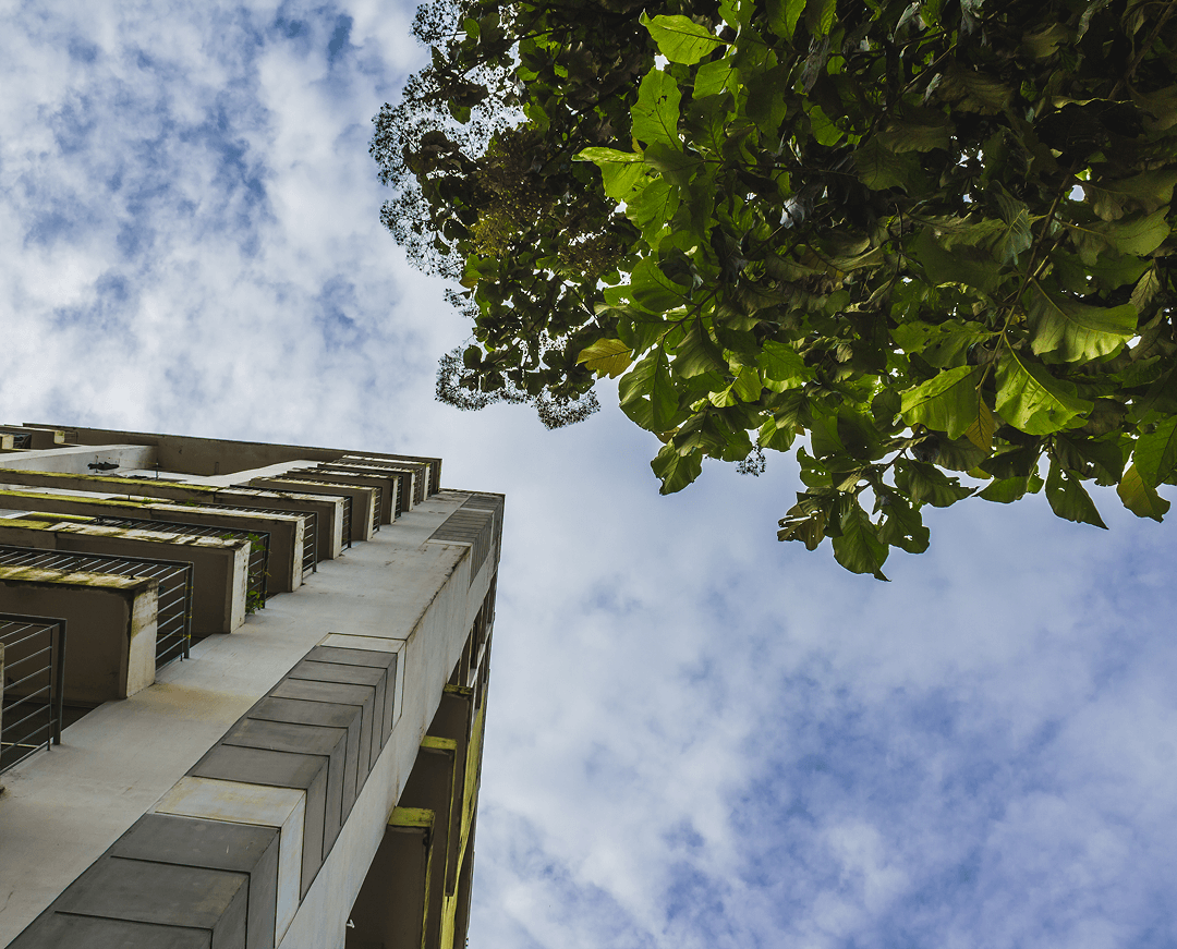 alto rascacielos junto un arbol 2