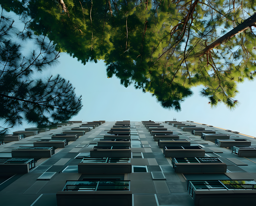 perspectiva de angulo bajo de un arbol con un hermoso dosel