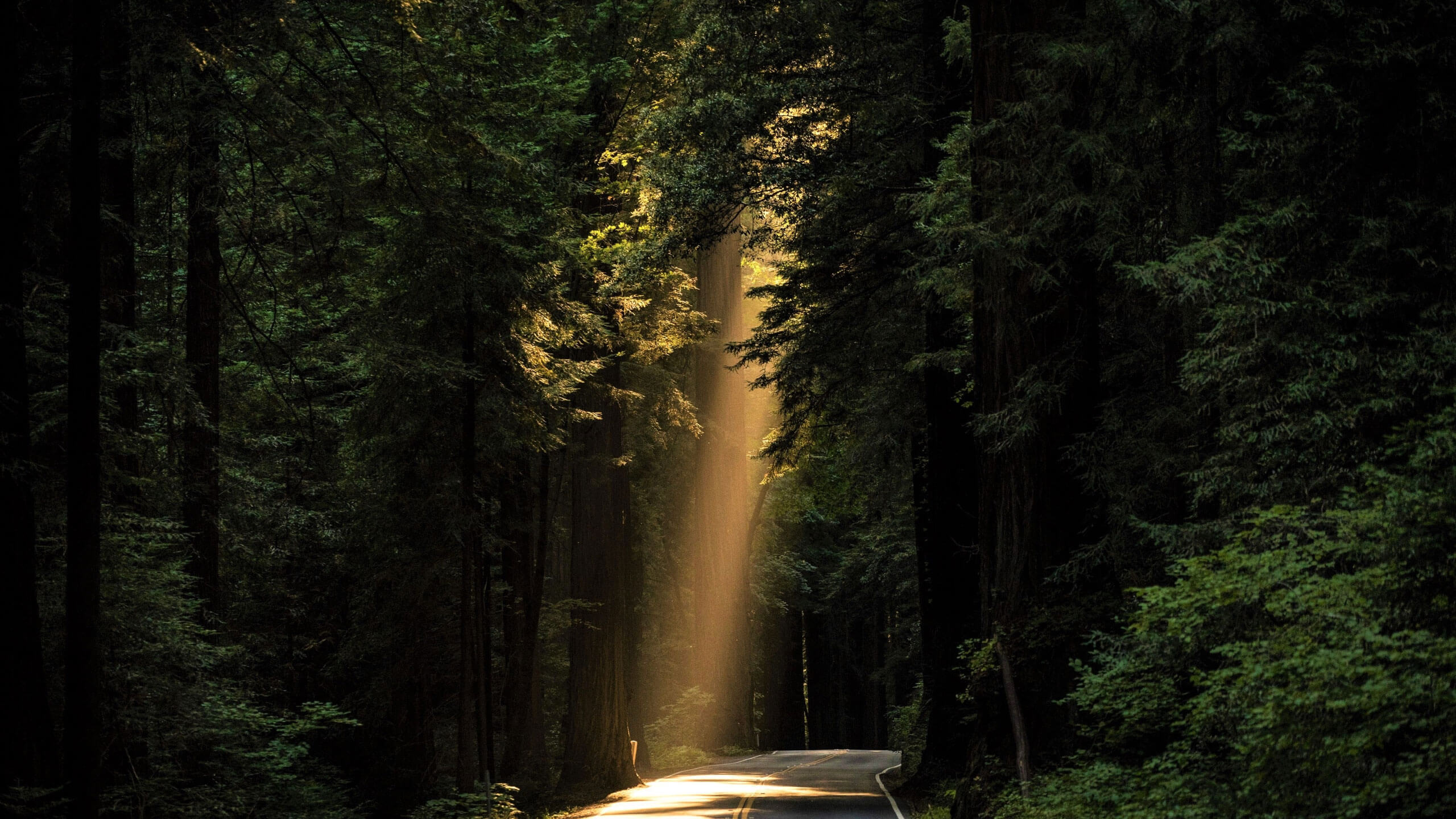 I walk through a lush forest illuminated by a ray of sunlight.