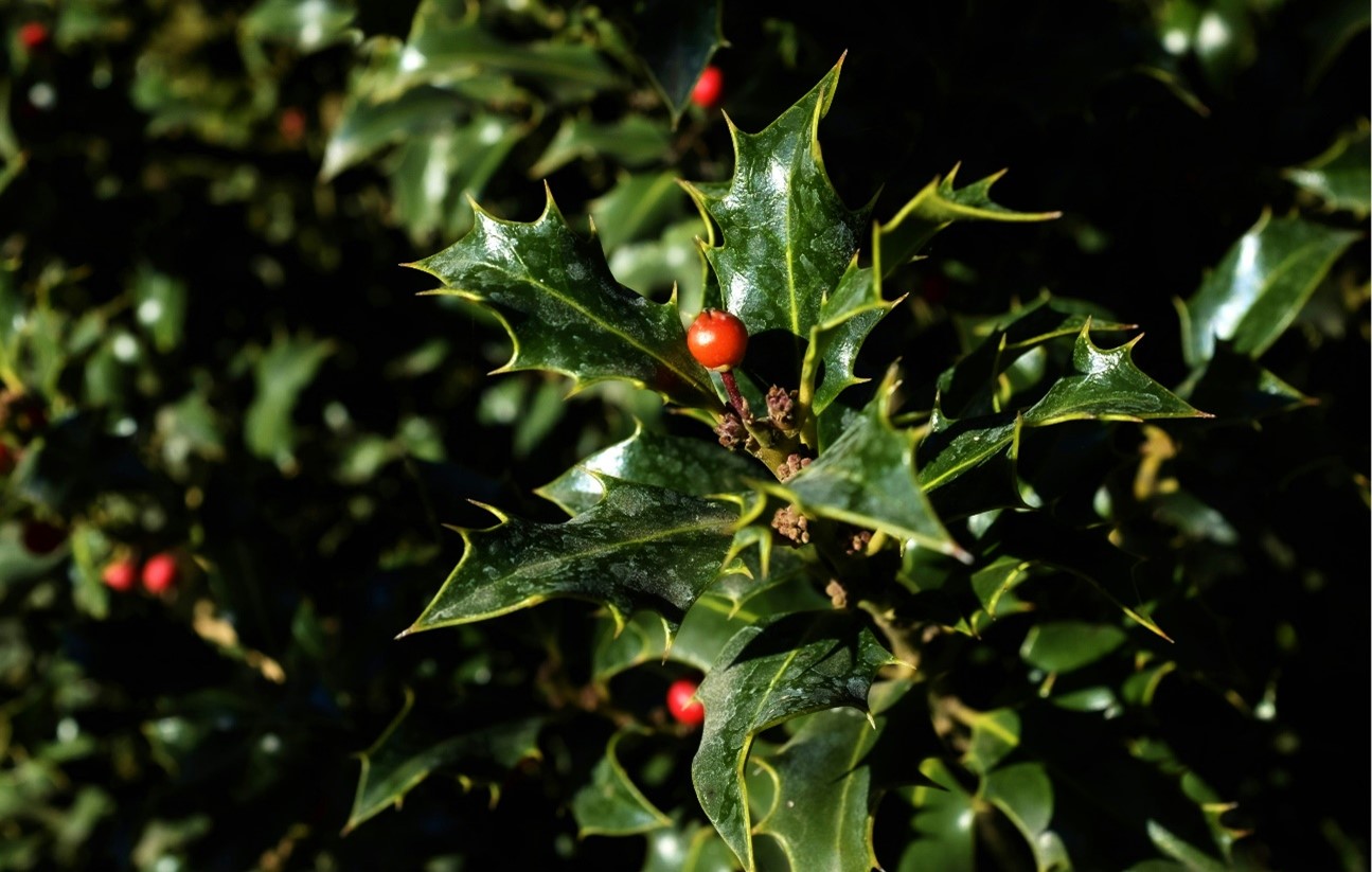 como decorar el jardin en navidad​